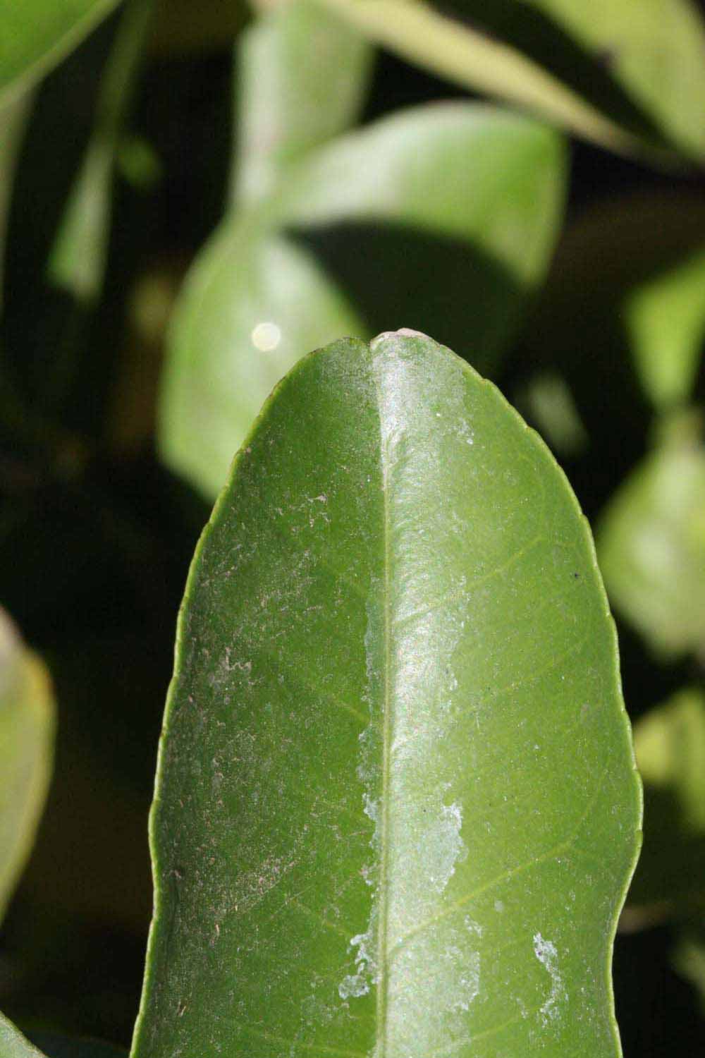              Margin (Riverside, CA)       